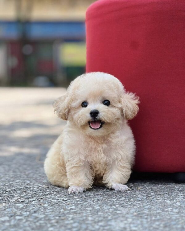 Poodle kem