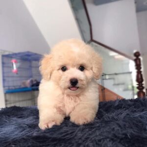 poodle kem