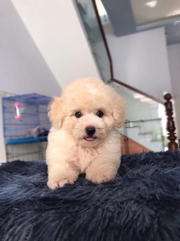 poodle kem