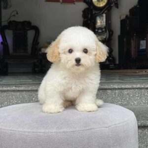 Poodle kem