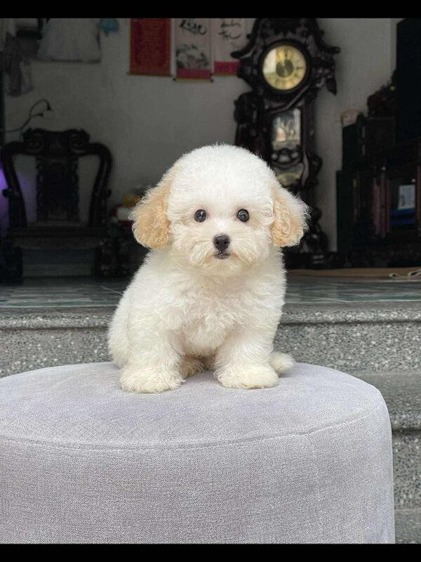 Poodle kem