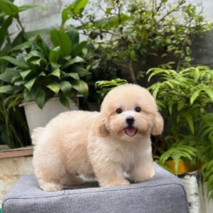 Poodle kem