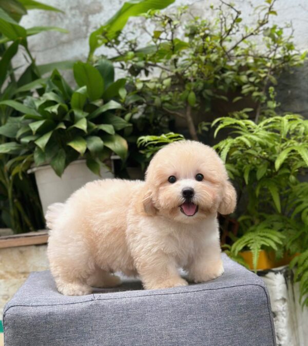 Poodle kem