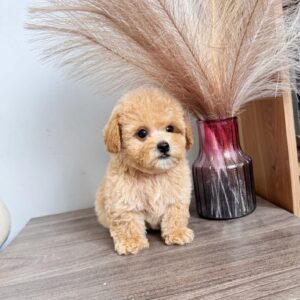 Poodle kem