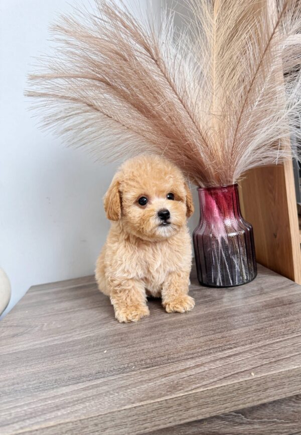 Poodle kem