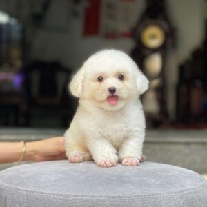 poodle kem