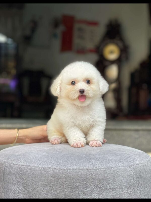 poodle kem
