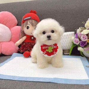 Poodle kem