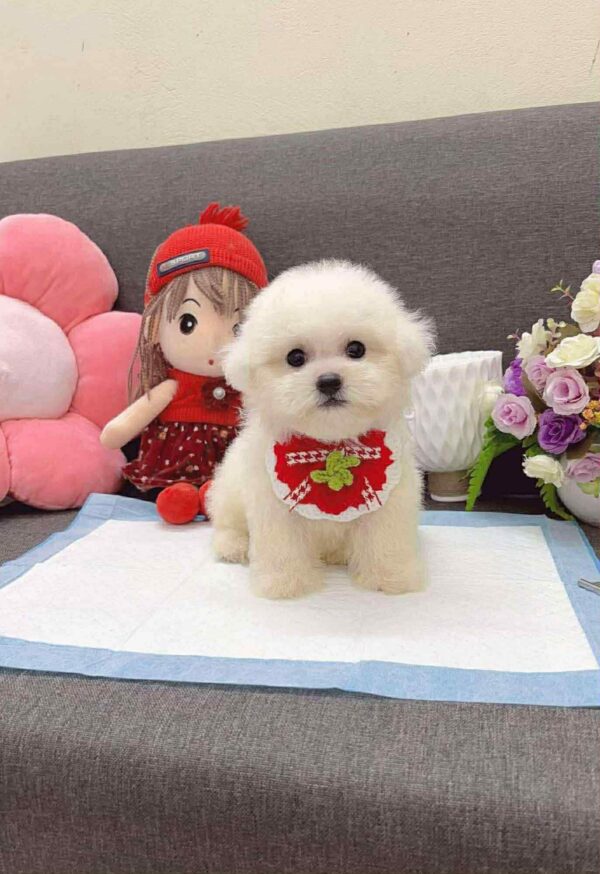 Poodle kem