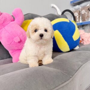 Poodle Kem Kẹo Bông Gòn Tí Hon và Ánh Mắt Ngây Thơ [ID 3013]