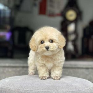 Poodle kem