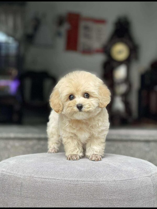 Poodle kem