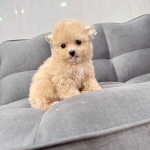 poodle kem
