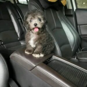 Poodle Xám Nhỏ và Chiếc Yếm Trắng Tinh Nghịch [ID 4007]