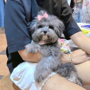 Tiểu Thư Poodle Xám Khói và Chiếc Nơ Điệu Đà [ID 4008]