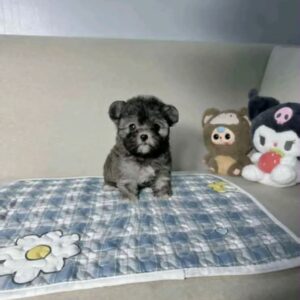 Gấu Con Poodle Xám Muối Tiêu và Ánh Mắt Ngây Thơ [ID 4010]