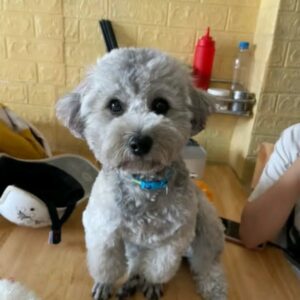 Hoàng Tử Poodle Xám Bạc và Ánh Mắt Tình Cảm [ID 4006]