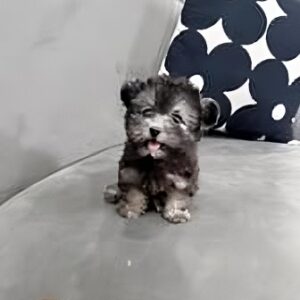 Soái Ca Poodle Xám Nháy Mắt và Cái Lưỡi Tinh Quái [ID 4028]