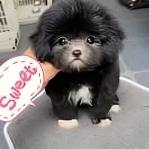 Sư Tử Bông Poodle Xám Ngọt Ngào và Đôi Tất Trắng [ID 4026]