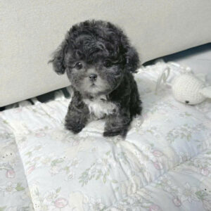 Cục Bông Gòn Poodle Xám và Chiếc Yếm Trắng [ID 4017]