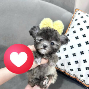 Gấu Con Poodle Xám Khói và Cái Nháy Mắt Tinh Nghịch [ID 4018]
