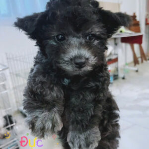 Cậu Bé Poodle Xám Tai Dơi và Ánh Mắt Thôi Miên [ID 4019]